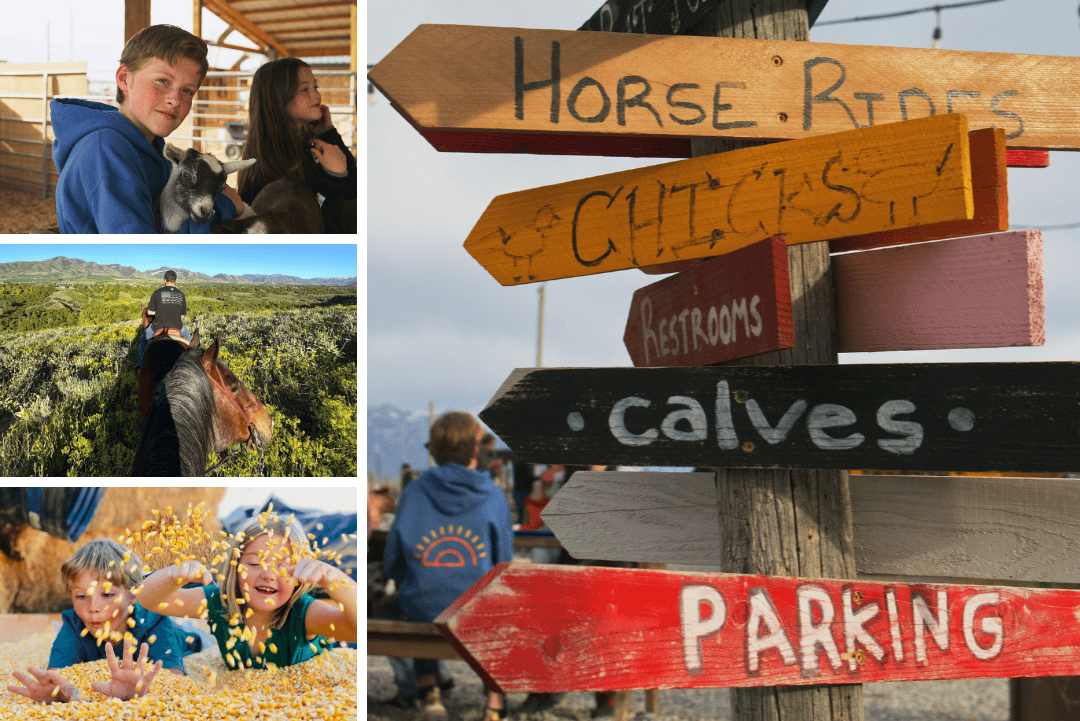 Photo collage of petting zoo, corn pit, and horseback ride