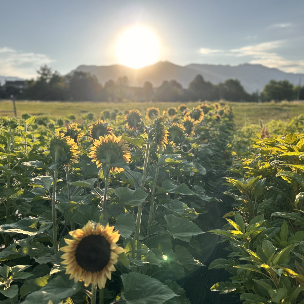 Sunflower field during sunset