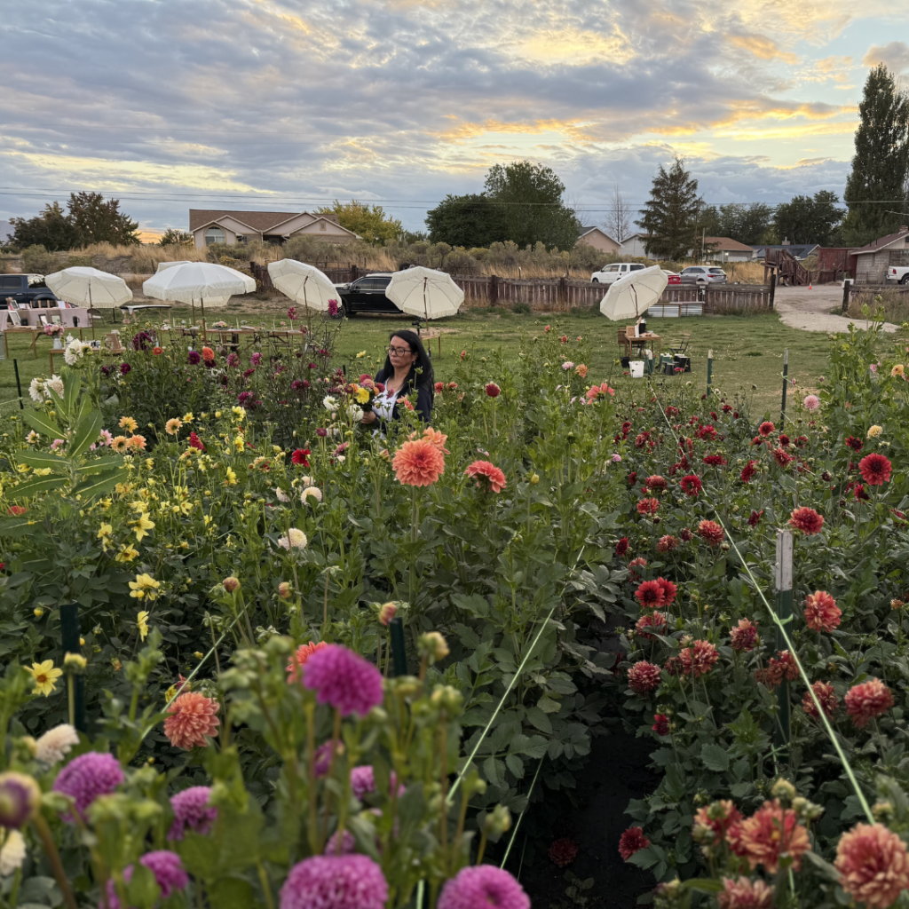 People picking flowers in flower farm