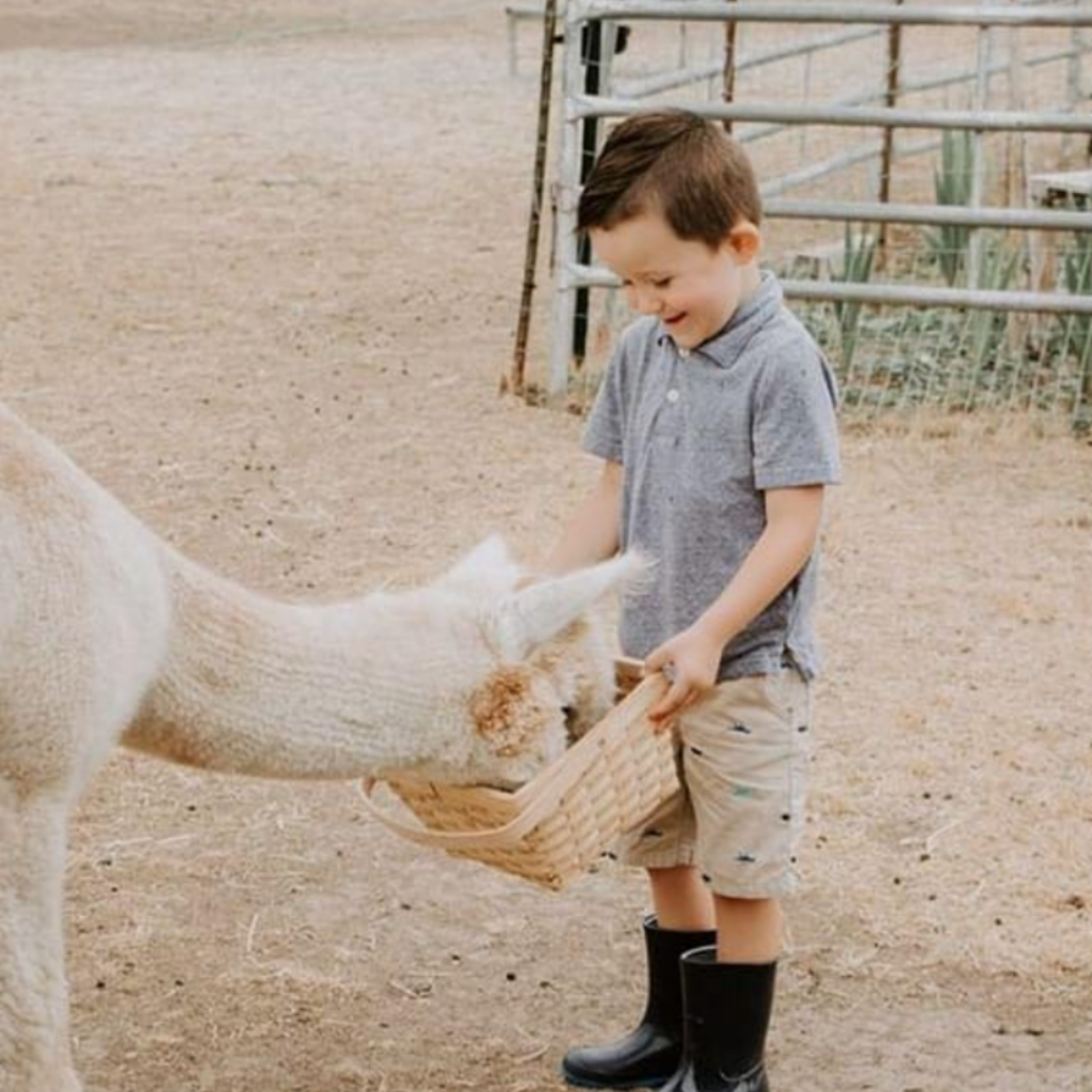 young child feeding an alpaca