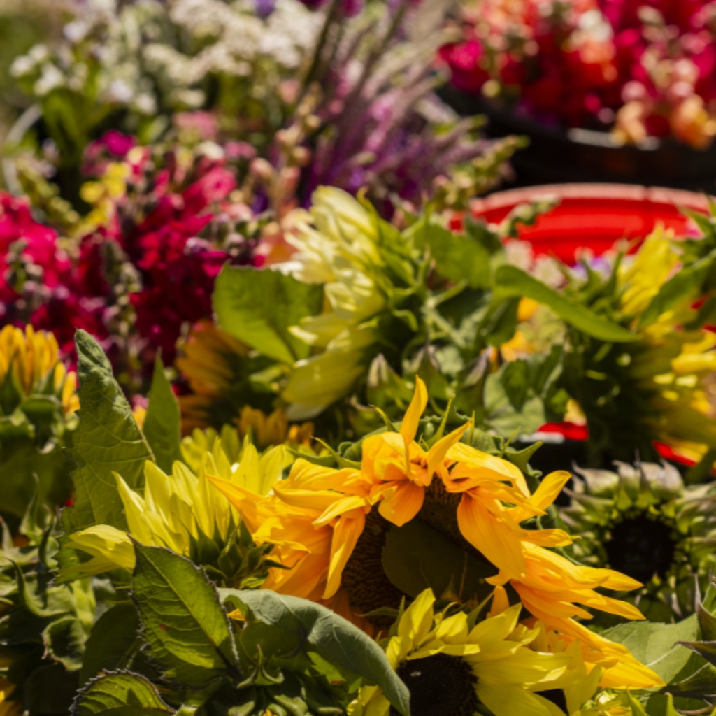 close up shot of flowers