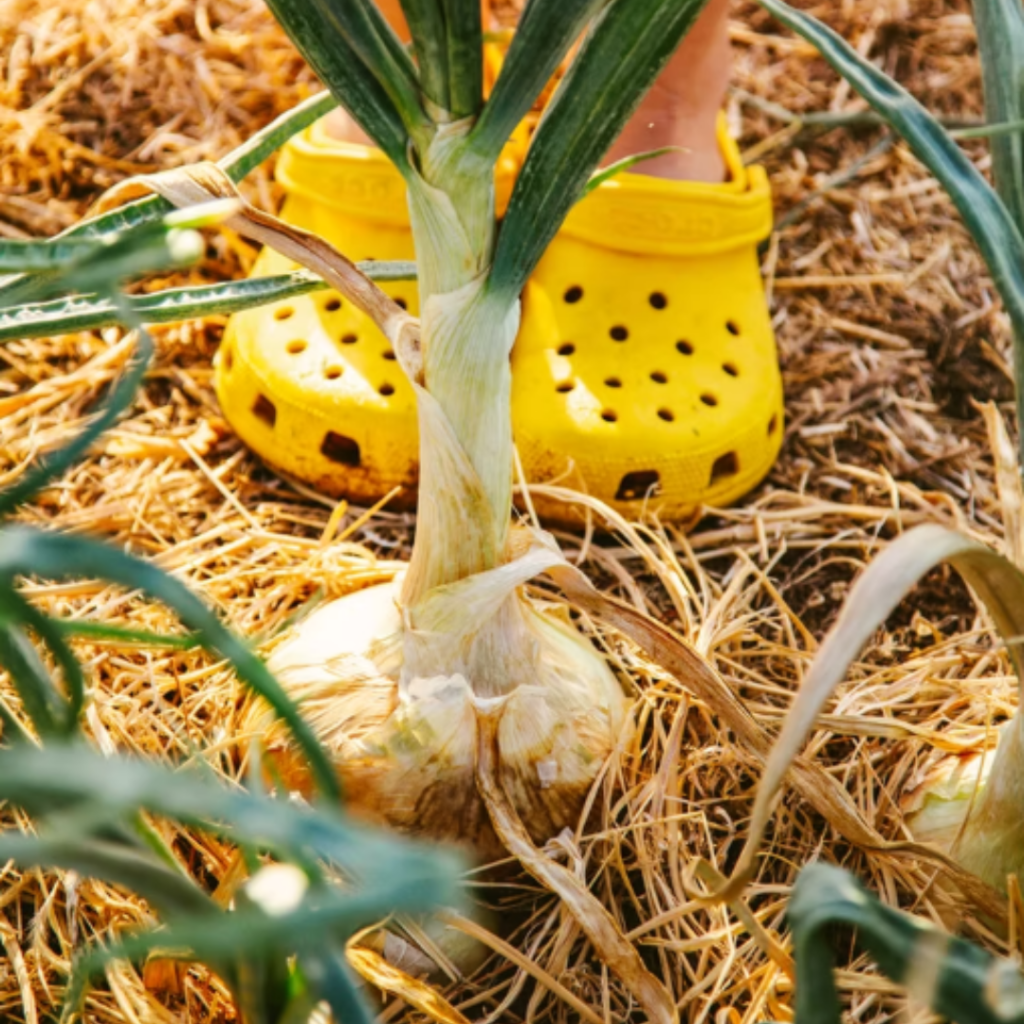 Close up shot of an onion sprouting from the ground