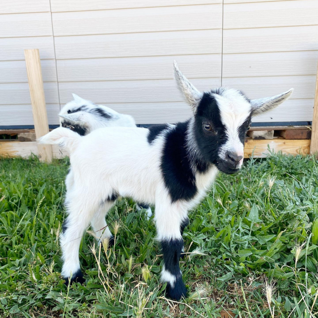 baby goat