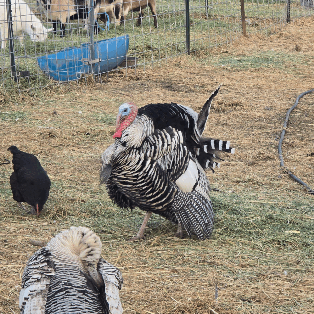 A male turkey displays its striped black-and-white feathers in a grassy paddock. Nearby, a black hen pecks at the ground, and goats are visible behind a wire fence in the background.