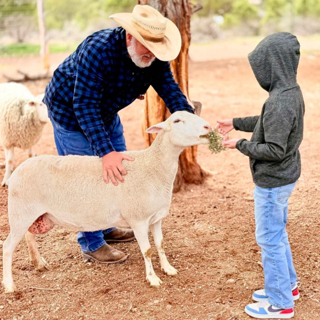 Two people petting and feeding a sheep