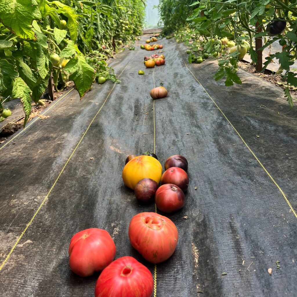 A variety of ripe heirloom tomatoes in shades of red, yellow, and purple resting on black landscape fabric between rows of tomato plants.