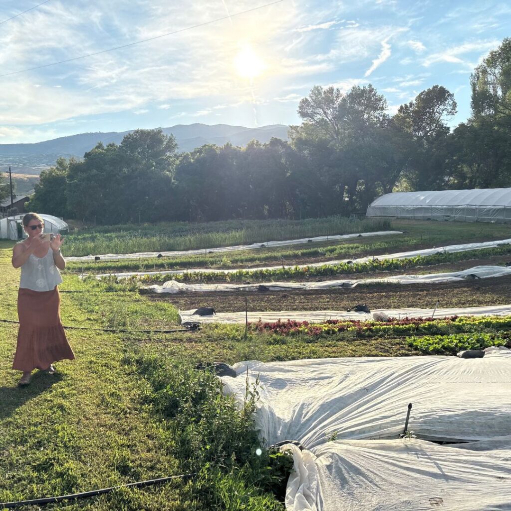 A woman taking a photo of garden rows partially covered in white frost blankets under a bright, hazy afternoon sun.