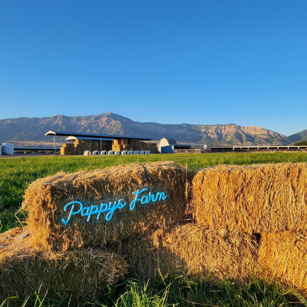 Bales of hay with a a neon light sign that says 