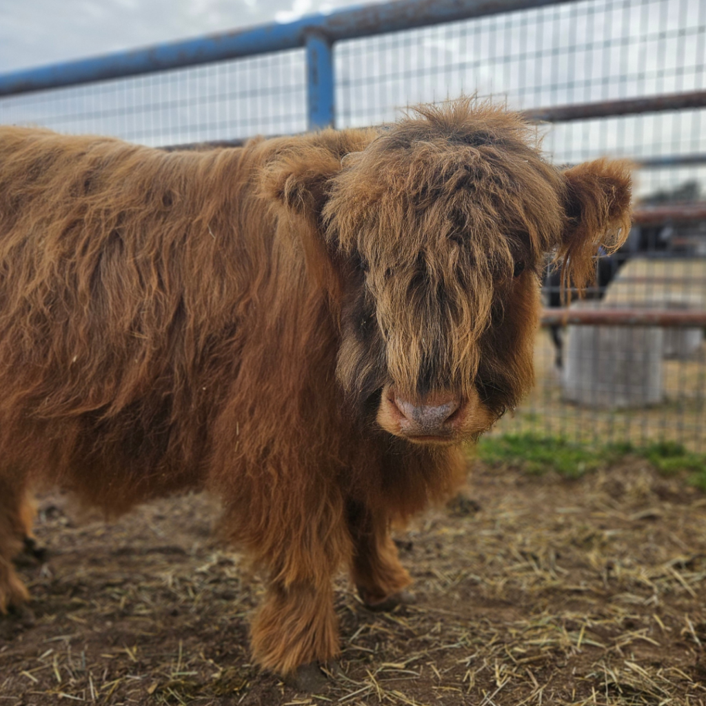 Highland cow