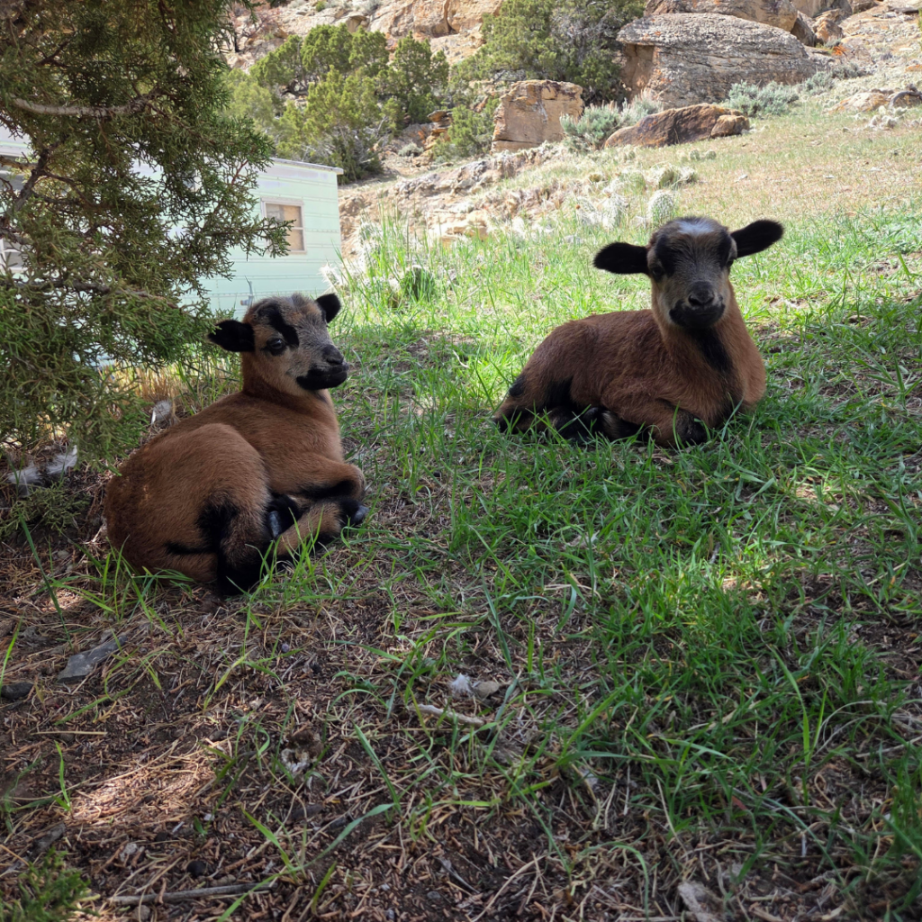 Two calves sitting on hillside